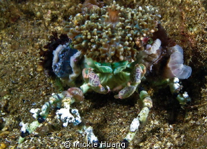 What do you think, good looking?
Camouflage Crab
Aniloa... by Mickle Huang 